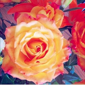 Meet your Posher, Angela